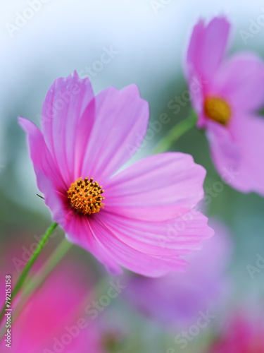 Colorful Cosmos Flower - Cosmos bipinnatus, Beautiful Pink Flowers in Backyard Garden. Bokeh background. Beauty in nature 