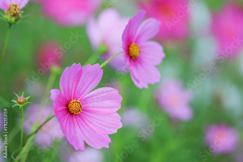 Colorful Cosmos Flower - Cosmos bipinnatus  Beautiful Pink Flowers in Backyard Garden. Bokeh background. Beauty in nature 