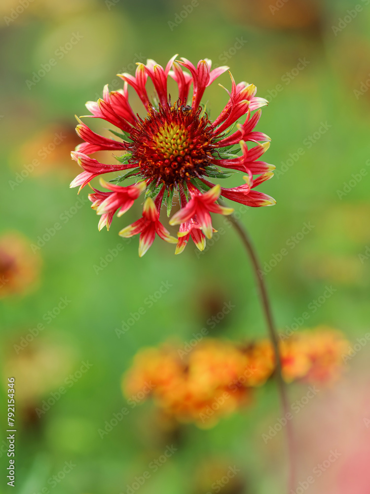 Close up of The Gaillardia Daisy, also known as Blanket Flower, is a fun, color-popping perennial to add to your garden. red wildflower in nature
Close up of The Gaillardia Daisy, also known as Blanket Flower, is a fun, color-popping perennial to add to your garden. red wildflower in nature