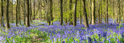 Bluebell carpet in the woods. Springtime in United Kingdom - 