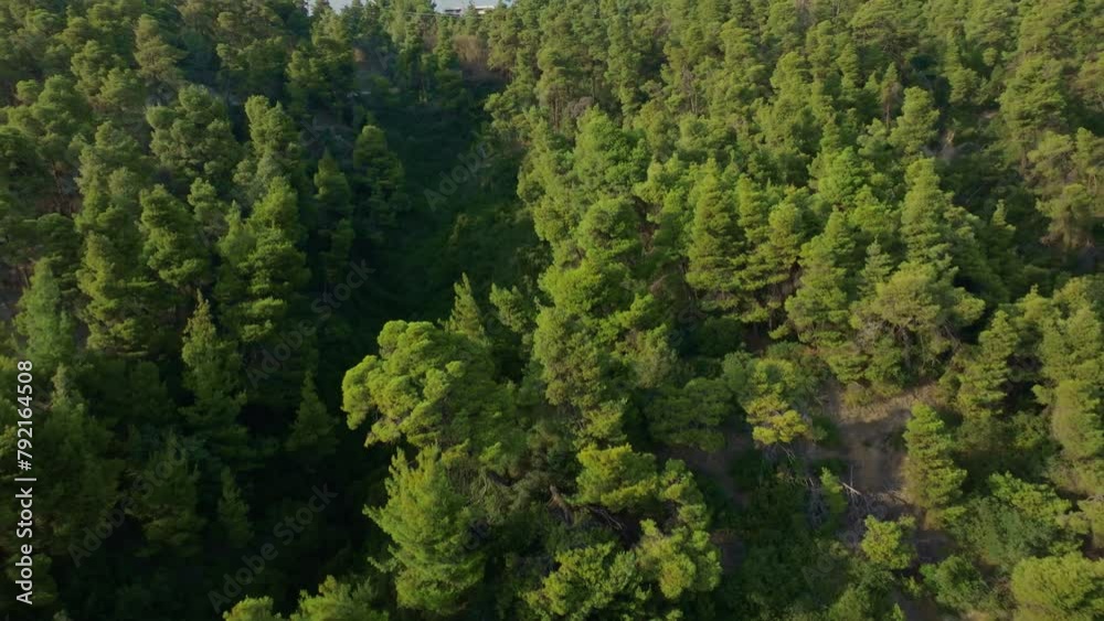 Aerial view overlooking a tranquil beach with turquoise waters bordered by dense pine trees Aerial view overlooking a tranquil beach with turquoise waters bordered by dense pine trees