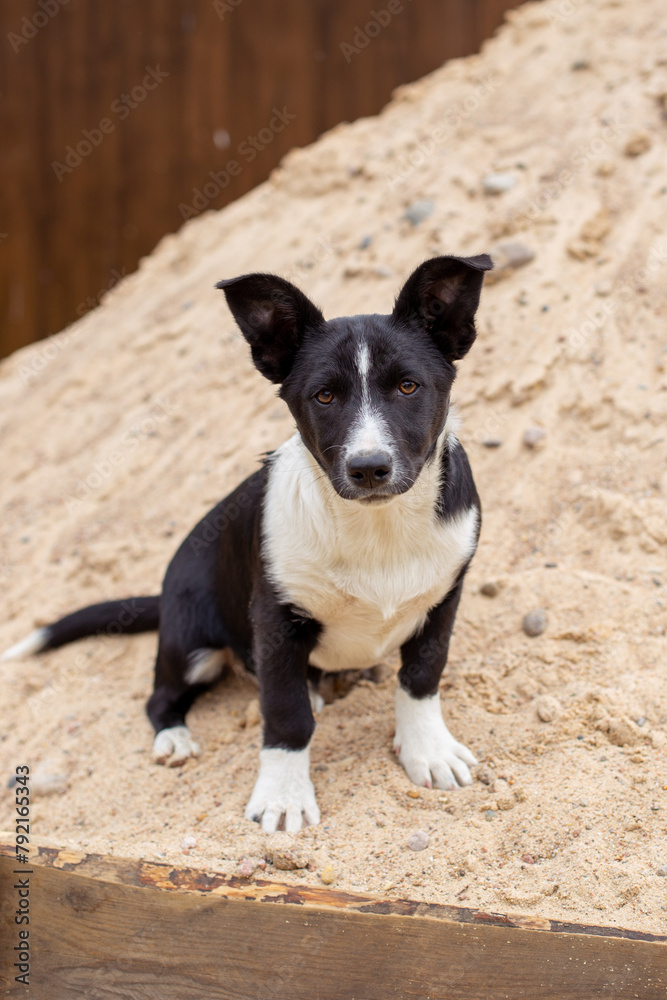 Black and white puppy sitting on a pile of sand in summer