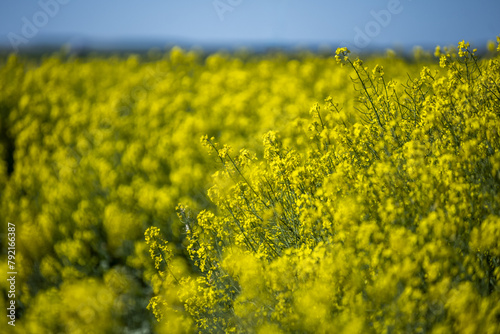 Rapeseed in India occupies 13% of the arable land