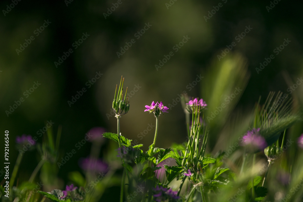 blur in spring colorful flowers and garden blur in spring colorful flowers and garden