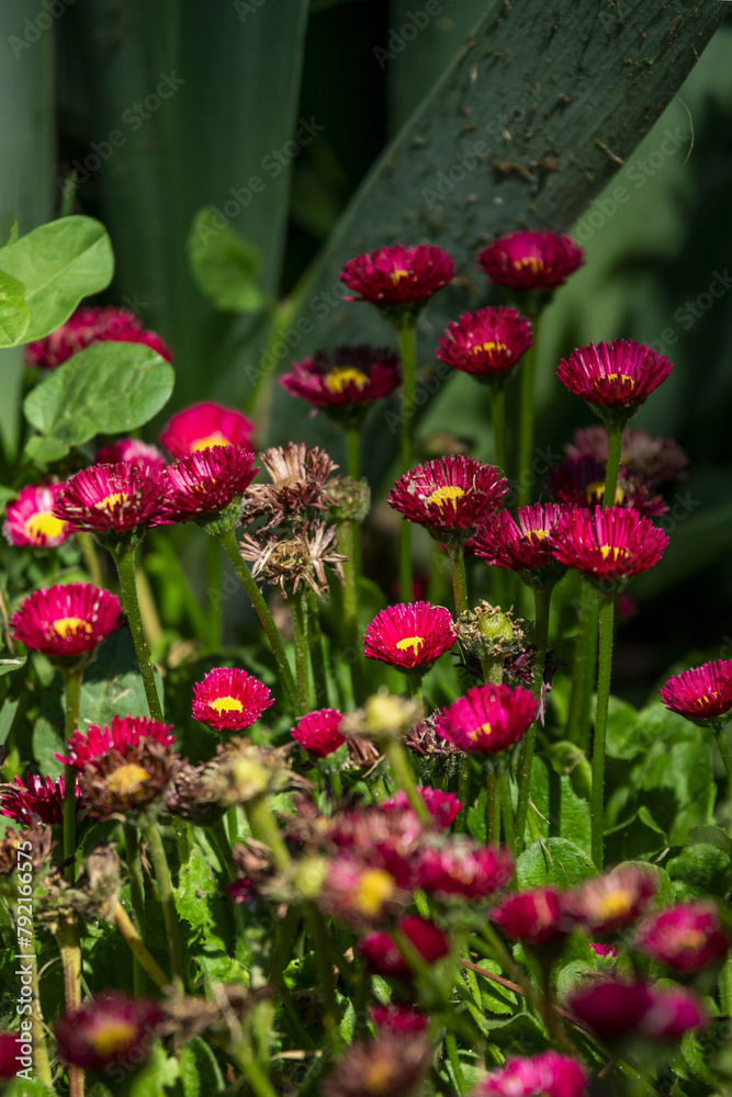 Many funkya flowers in a flower bed in the garden