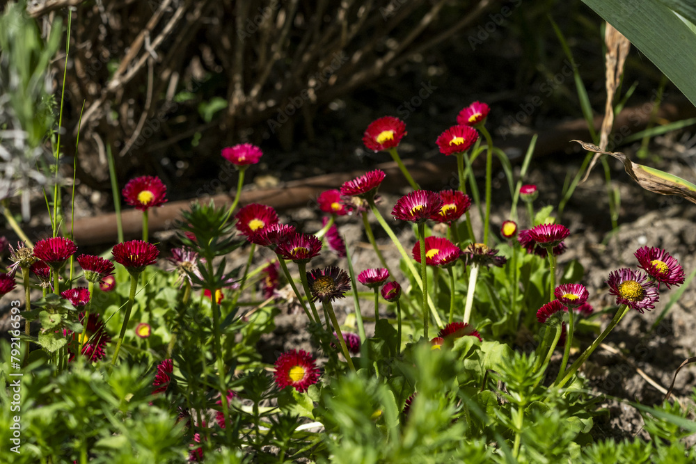 Obraz premium Pomponette Bellis Blooming flowers make a floral background texture