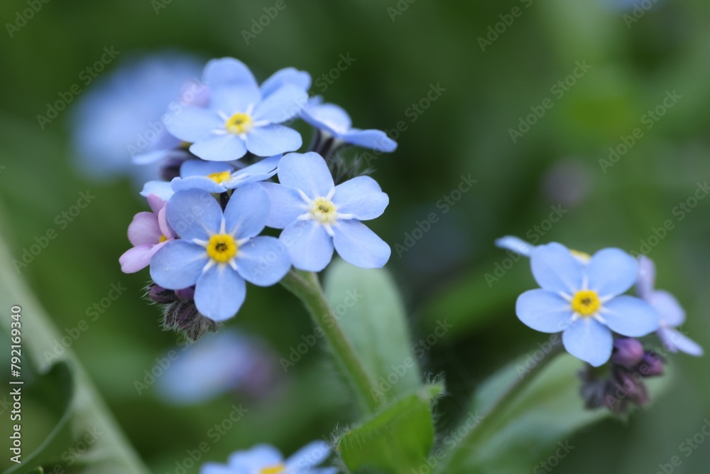 Beautiful forget-me-not flowers growing outdoors, closeup. Spring season Beautiful forget-me-not flowers growing outdoors, closeup. Spring season