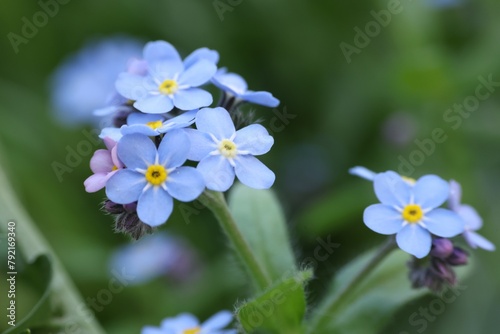 Beautiful forget-me-not flowers growing outdoors, closeup. Spring season © New Africa
