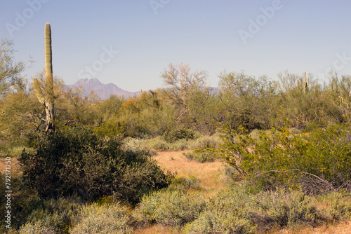 The campground at Lost Dutchman State Park in Arizona fills with yellow Creosote or Greasewood flowers in April photo