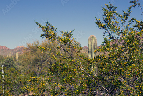 The campground at Lost Dutchman State Park in Arizona fills with yellow Creosote or Greasewood flowers in April
