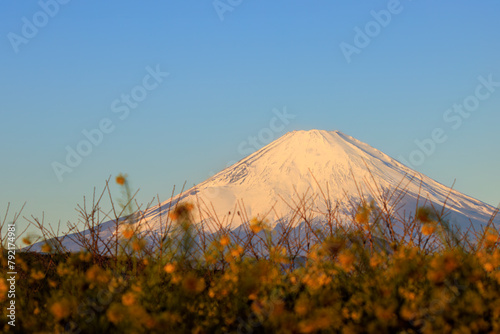 初日の出を受ける美しい富士山と満開の菜の花畑。

日本国神奈川県中郡二宮町、吾妻山公園にて。
2022年1月1日撮影。

Beautiful Mt. Fuji receiving the first sunrise and fields of rape blossoms in full bloom.

At Azumayama Park, Ninomiya-cho, Naka-gun, Kanag photo