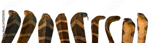 Displayed in a lineup with raised hoods, multiple cobra snakes showcase head action, isolated against a white background with a clipping path for easy removal