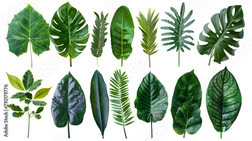 set of exotic big leaf green interior home plant for decoration and different foliage leaves and petals closeups cotout isolated on transparent png background photo