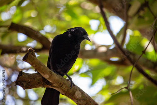 Gnorimopsar chopi. Pássaro preto photo