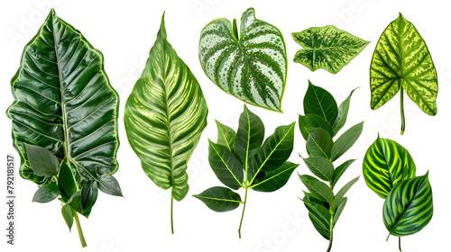 set of exotic big leaf green interior home plant for decoration and different foliage leaves and petals closeups cotout isolated on transparent png background