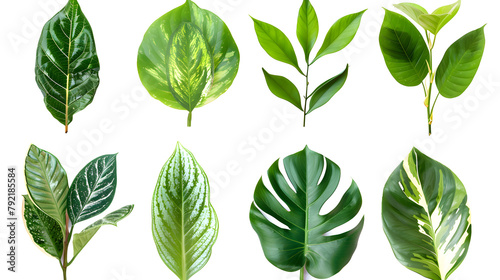 
set of exotic big leaf green interior home plant for decoration and different foliage leaves and petals closeups cotout isolated on transparent png background
set of exotic big leaf green interior h
 photo