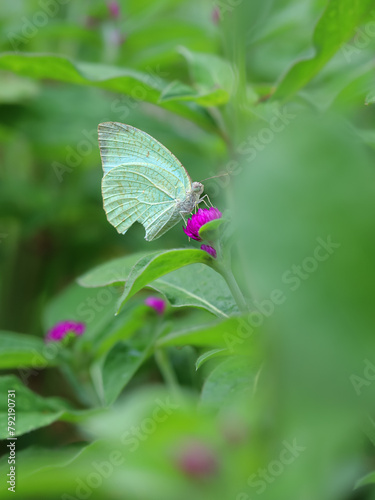 A beautiful green butterfly (Catopsilia pyranthe) is seated on purple flower (Globe Amaranth Flower), close up view in blurred green background, Bogor, West Java, Indonesia
 photo
