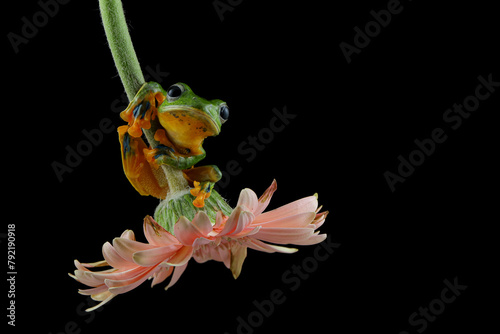 Flying frog sit on flower stalk, beautiful tree frog on pink flower, rachophorus reinwardtii, Javan tree frog, macro photography, black background
 photo