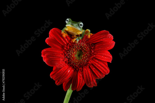 Flying frog sit on red flower, beautiful tree frog on branch, rachophorus reinwardtii, Javan tree frog. Macro photography. Black background. Isolated photo