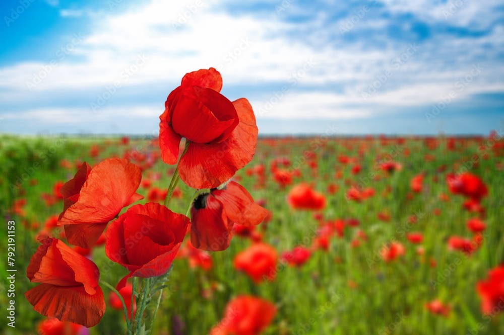 Fototapeta premium fresh red Poppy flowers field,