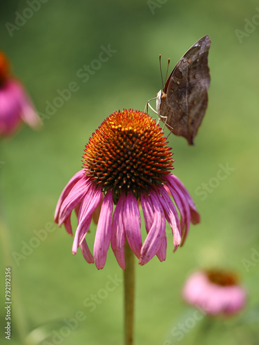 Doleschallia bisaltide, the autumn leaf, is a nymphalid butterfly. Brown butterfly on a Echinacea Purpurea, the eastern purple coneflowe. Colorful background
 photo