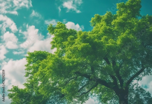 'blue cloud sky Green tree'