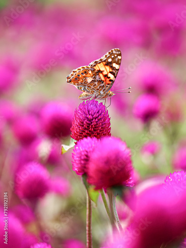 Vanessa cardui is the most widespread of all butterfly species. the painted lady butterfly on purple globe amaranth flower in the garden  colorful background. Beauty in nature 