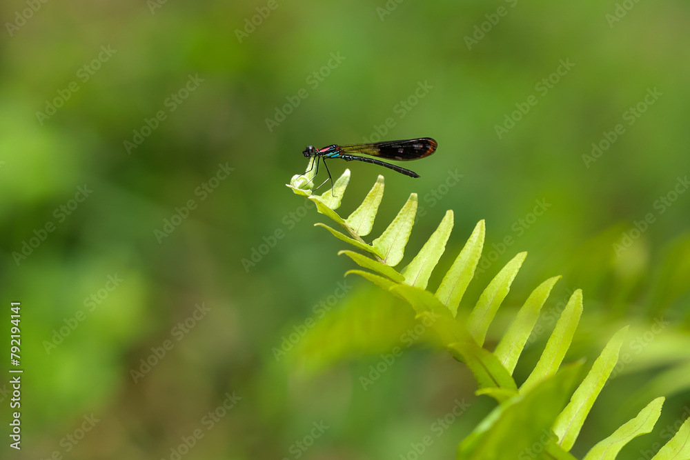 A beautiful and colorful damselfly Heliocypha fenestrata perches on a green leaf, natural bokeh background
A beautiful and colorful damselfly Heliocypha fenestrata perches on a green leaf, natural bokeh background