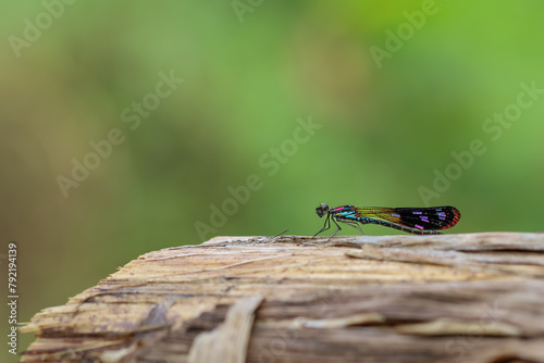 A beautiful and colorful damselfly Heliocypha fenestrata perches on a bark, natural bokeh background
 photo