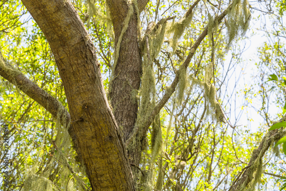 Tree with Spanish moss in a lush green forest on a sunny day. Tree with Spanish moss in a lush green forest on a sunny day.