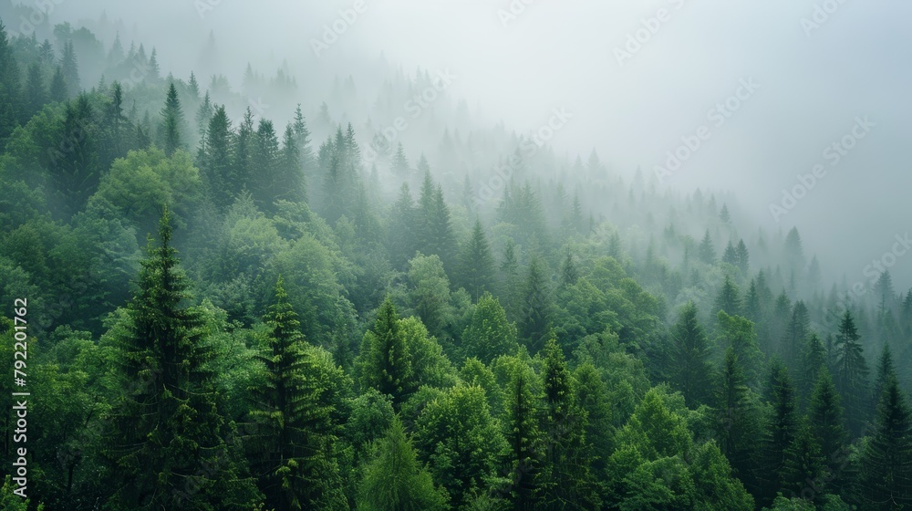 Misty mountain forest, an ethereal landscape shrouded in fog and lush greenery