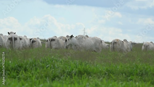 Vídeo aérea com drone de bovinos correndo no pasto em Mato Grosso