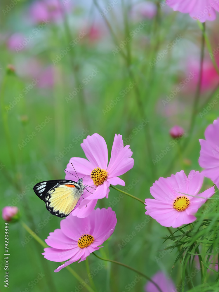 Fototapeta premium Jezebels butterfly on a pink flower in the garden. Cosmos flowers garden, natural background
