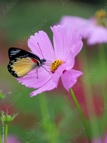 Jezebels butterfly on a pink flower in the garden. Cosmos flowers garden, natural background © Helza