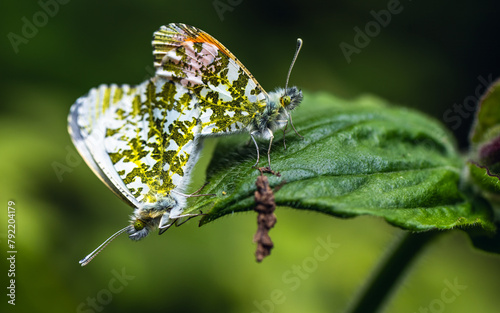 Pair of Orange-tip, Orange Tip, Anthocharis cardamines, butterflies during copulation photo