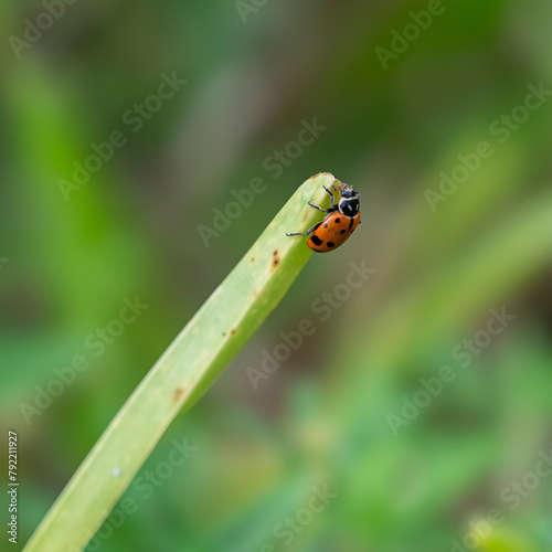 ladybug on green leaf