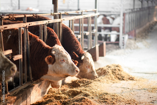 Cattle eat fodder on a modern cattle farm photo