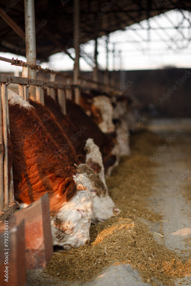 Cattle eat fodder on a modern cattle farm Cattle eat fodder on a modern cattle farm