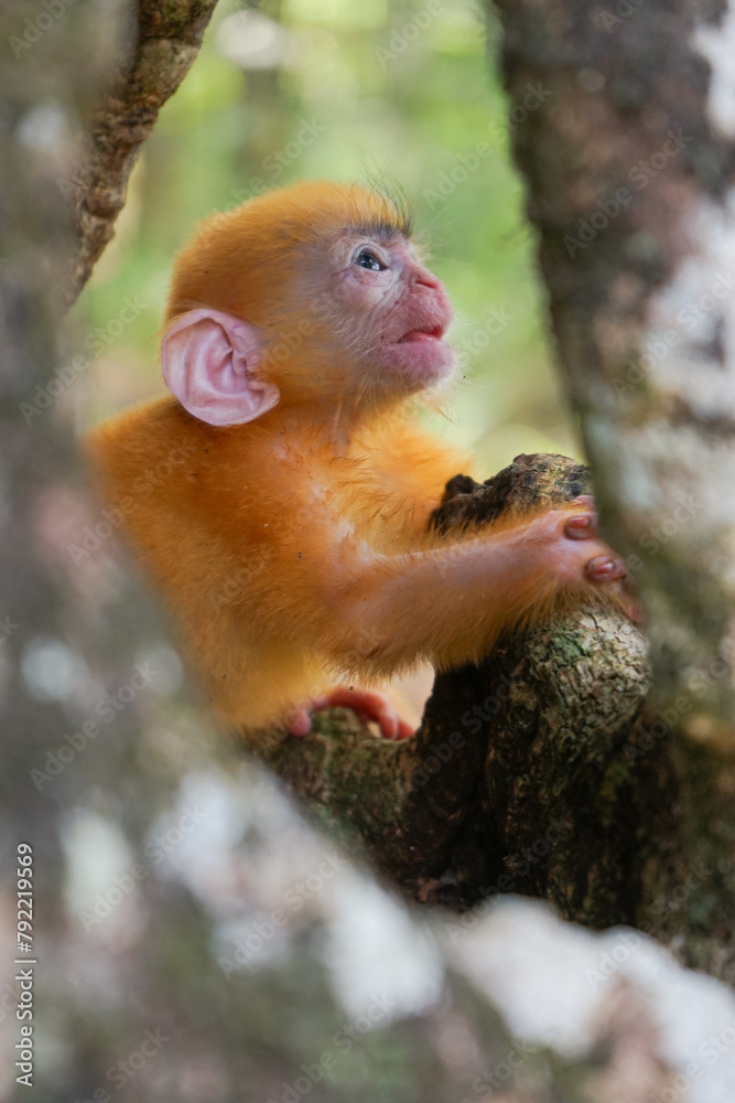 view of Juvenile Silvery Lutung aka Trachypithecus Cristatus with beautiful silver hair on the hollow of tree view of Juvenile Silvery Lutung aka Trachypithecus Cristatus with beautiful silver hair on the hollow of tree