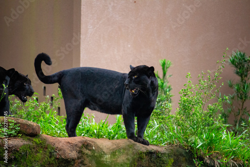 Pantera Negra. Onça pintada	