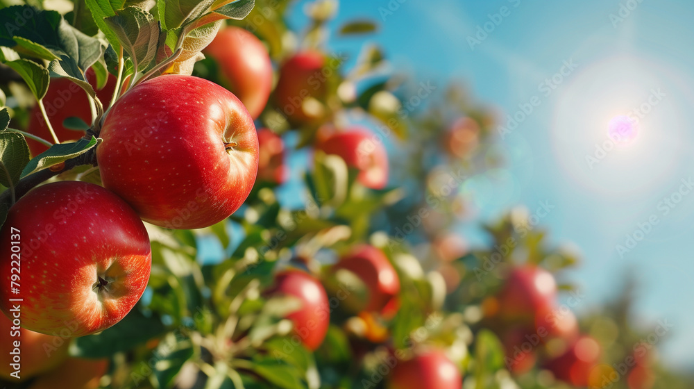 View of apples ready to harvest with an apple farm in the background. View of apples ready to harvest with an apple farm in the background.