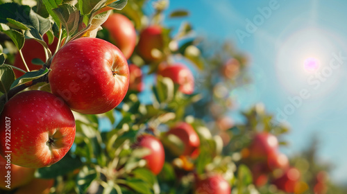 View of apples ready to harvest with an apple farm in the background.