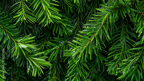 Close-up of a palm tree s frond with stiff  pointed green leaflets