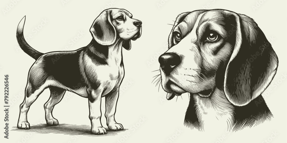 Beagle dog illustration Set. Hand Drawn Pen and Ink. Vector Isolated in White. Engraving vintage style drawing for print, tattoo, t-shirt