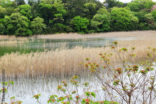 新緑に囲まれた春の池の風景