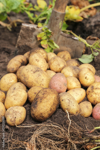 Organic potato harvest close up. Freshly harvested potato with shovel on soil garden in farm garden