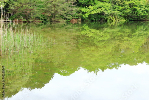 池の水面に映る新緑の森