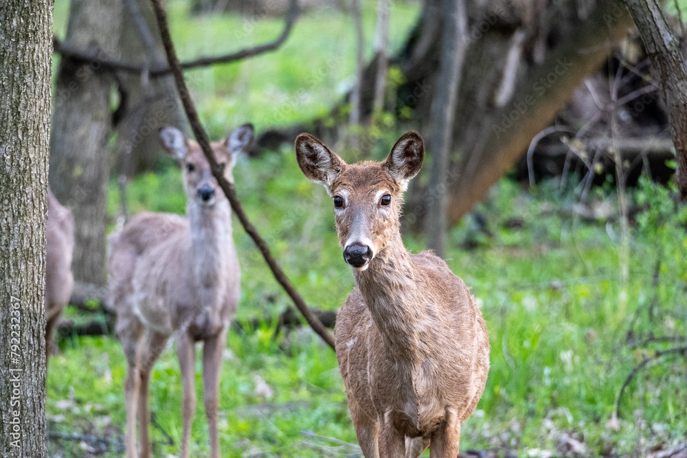 White Tail Deer in Woods Deer Buck Doe Deer Spring Woods Forest White Tail Deer in Woods, Family of Deer, Fawn in the Forest, Deer Buck Doe Deer Spring Woods Forest White Tail Deer in Woods Deer Buck Doe Deer Spring Woods Forest White Tail Deer in Woods, Family of Deer, Fawn in the Forest, Deer Buck Doe Deer Spring Woods Forest