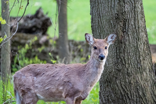 White Tail Deer in Woods Deer Buck Doe Deer Spring Woods Forest White Tail Deer in Woods, Family of Deer, Fawn in the Forest, Deer Buck Doe Deer Spring Woods Forest