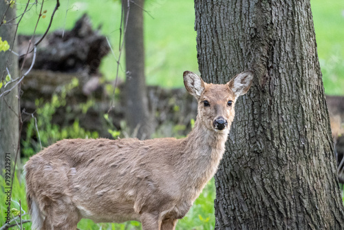 White Tail Deer in Woods Deer Buck Doe Deer Spring Woods Forest White Tail Deer in Woods, Family of Deer, Fawn in the Forest, Deer Buck Doe Deer Spring Woods Forest